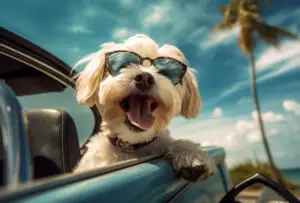 Essential Tips for Traveling with Pets: A Guide to Stress-Free Adventures