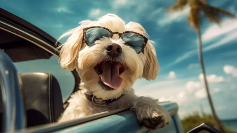 Dog and cat traveling together in a car.