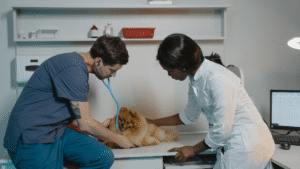 CityVet | Steiner Ranch