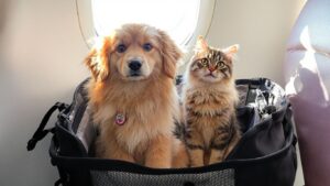 Top U.S. Airlines for Pet Travel