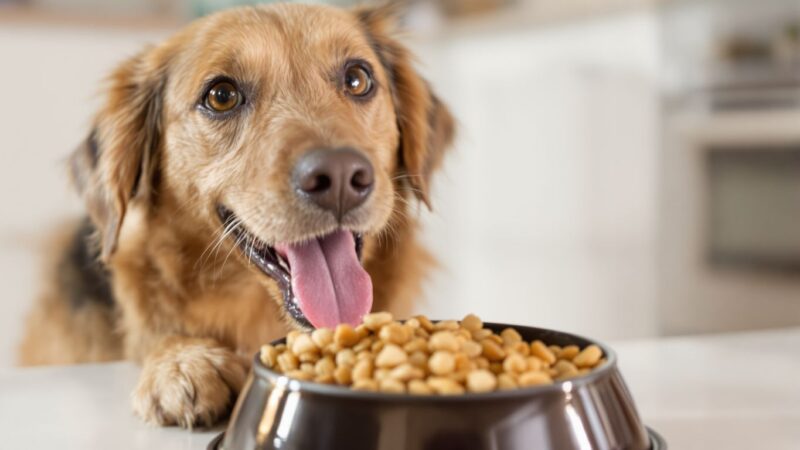 Dog eating healthy kibble from a bowl.
