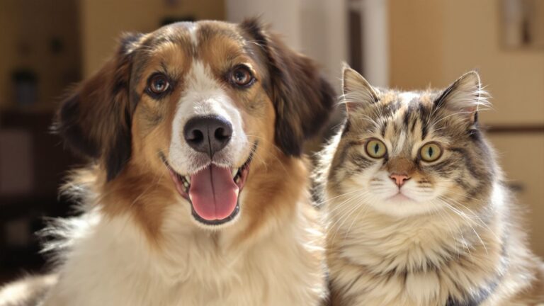 Dog and cat together, healthy and happy.