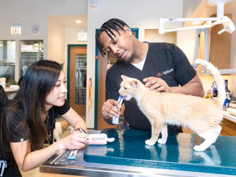 Sploot Veterinary Care