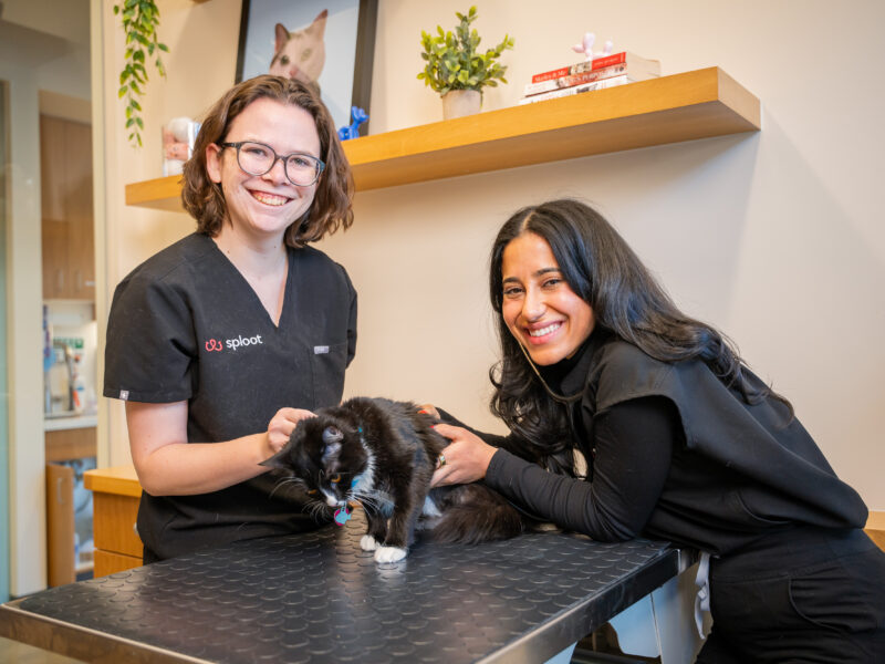 Sploot Veterinary Care