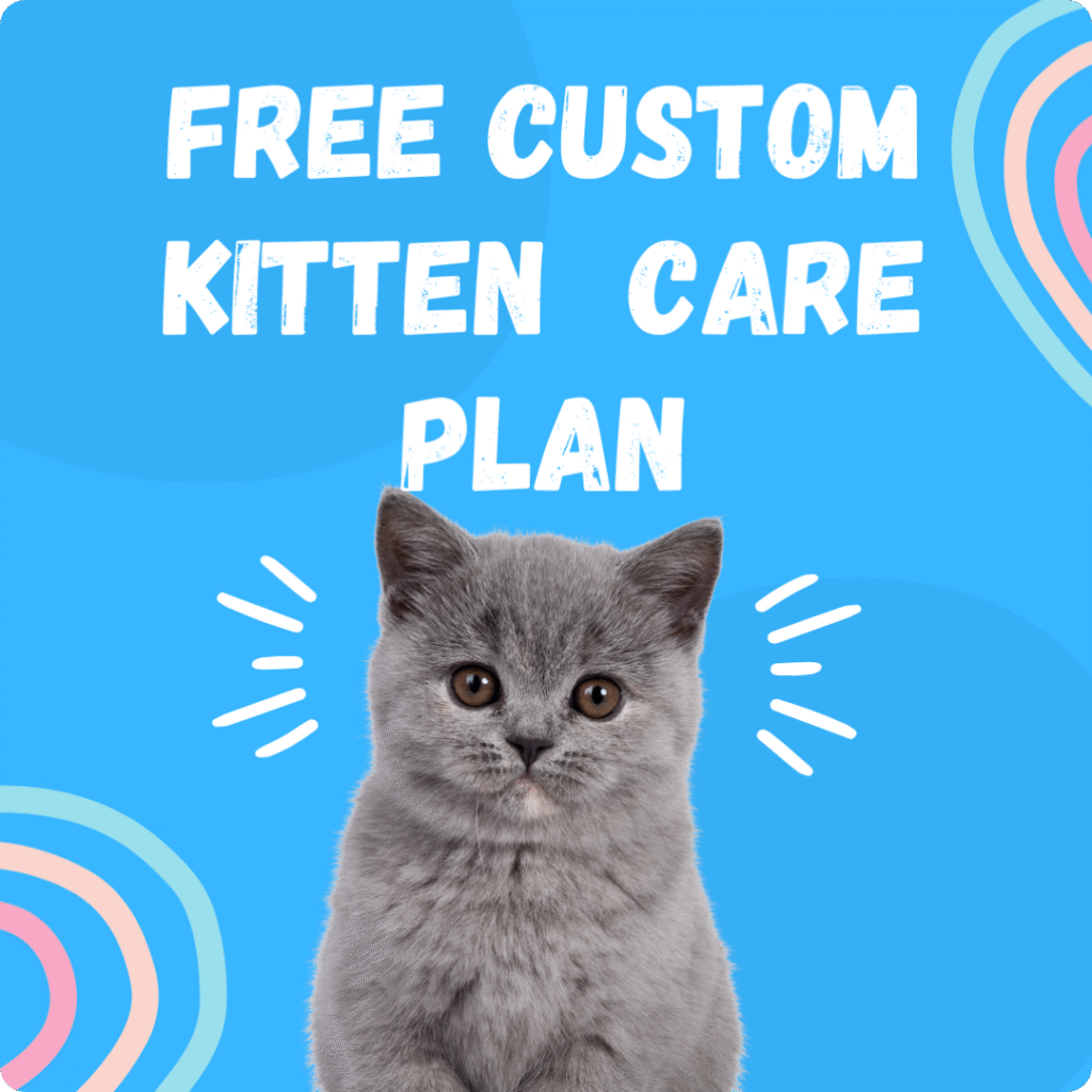 Free custom kitten care plan