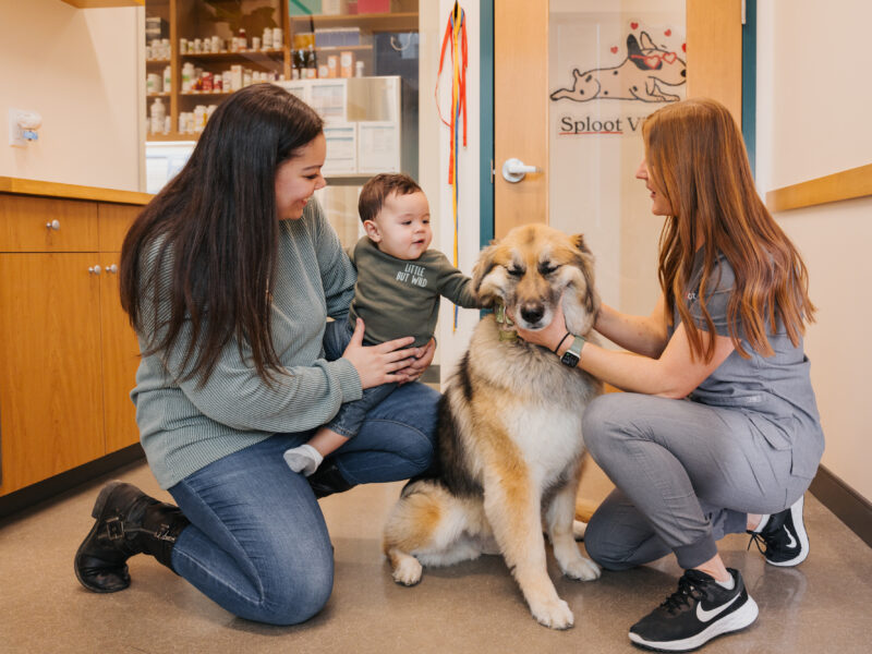 Sploot Veterinary Care